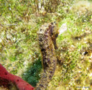 Longsnout Seahorse.jpg