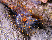 Orangeball Corallimorph, Pole to Pole.jpg