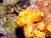 Longlure Frogfish.jpg