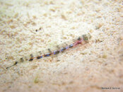Larval Lizardfish Maybe 2, Bari Reef.jpg