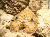 Sculptured Slipper Lobster 1, Bari Reef.jpg