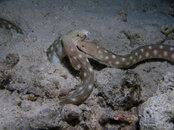 Sharptail Eel, Something Special.jpg