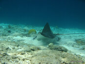 Spotted Eagle Ray, Something Special.jpg