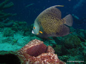 French Angelfish,Something Special.JPG