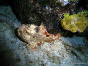 Longlure Frogfish Something Special.jpg