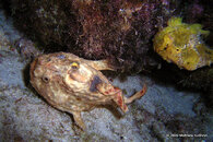 Pink and Yellow Longlure Frogfish,Something Special(night).jpg