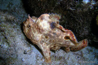 Pink Longlure Frogfish,Something Special(night).jpg