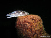 Spotted Moray,Town Pier.JPG
