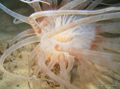 Tube Dwelling Anemone,Bari Reef(night).JPG