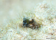 Sailfin Blenny, Bari Reef.jpg