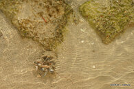 Blue Crab eating Baby Bird 6.JPG