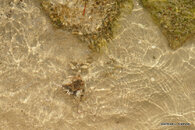 Blue Crab eating Baby Bird 5.JPG
