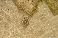 Blue Crab eating Baby Bird 4.JPG