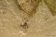Blue Crab eating Baby Bird 3.JPG