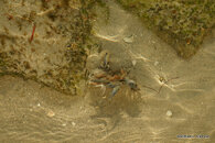 Blue Crab eating Baby Bird 2.JPG