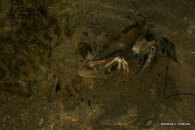 Blue Crab eating Baby Bird 1.JPG