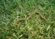 Key Worm Eel, Critter Corner.jpg