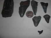 Fossils 8-23-2009 035.JPG