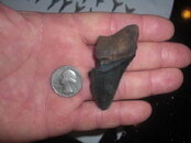 Fossils 8-23-2009 042.JPG