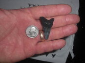 Fossils 8-23-2009 044.JPG