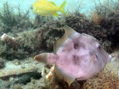 Filefish small.JPG