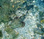 Scorpionfish 2 small.JPG