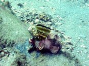 Urchin Lobster Tail small.JPG