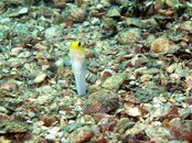 Yellowheaded Jawfish 1 small.JPG