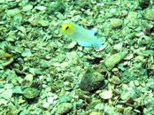 Yellowheaded Jawfish small.JPG