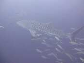 Whale shark1.jpg