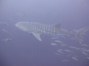 Whale shark2.jpg
