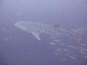 Whale shark2.jpg