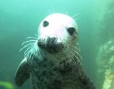 seal 1.JPG