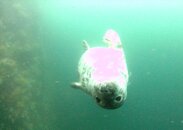 seal 4.JPG