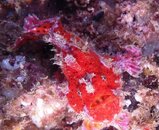 frog fish los arcos poar alicia hermosillo.jpg