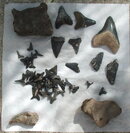 teeth082809.JPG