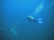 whale shark 2 edit.jpg