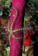 Brittle Star.jpg