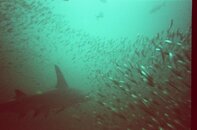 tiger shark.jpg