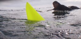 Yellow Shark.JPG
