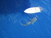 whaleshark7.jpg