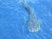 whalehark17.jpg