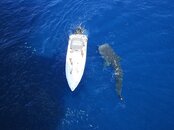 whaleshark8.jpg