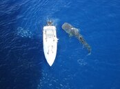 whaleshark9.jpg