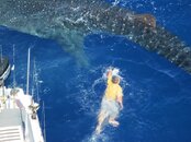 whaleshark10.jpg