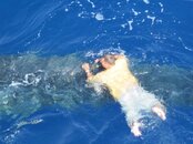 whaleshark11.jpg