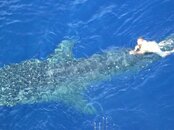 whaleshark12.jpg