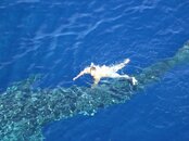 whaleshark13.jpg