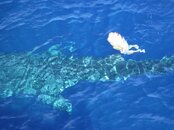 whaleshark15.jpg