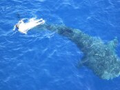 whaleshark16.jpg